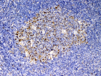 SCF Antibody / KITLG