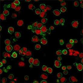 Immunofluorescent staining of PFA-fixed human Jurkat cells with CD45 antibody (clone 135-4C5, green)