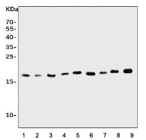 Il1ra Antibody / Interleukin-1 receptor antagonist / Il1rn