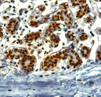 TRIM28 Antibody