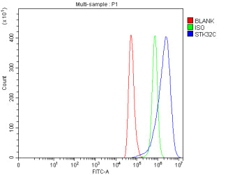 Flow Cytometry analysis of Hela cells using anti-STK32C antibody. Overlay histogram showing Hela cel