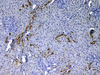 Egf Antibody / Epidermal growth factor