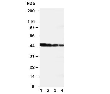 DLL3 Antibody
