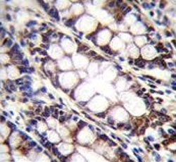 IHC testing of FFPE human rectum tissue with UQCRFS1 antibody. HIER: steam section in pH6 citrate bu
