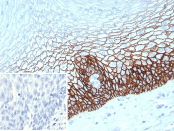 CD44v6 Antibody