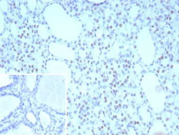 NKX2.1 Antibody / TTF-1