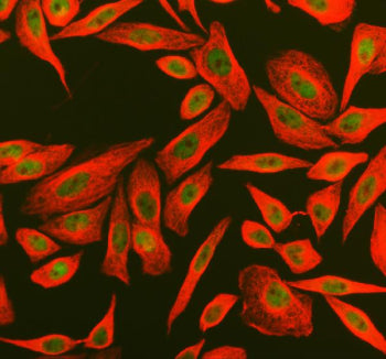 Immunofluorescent staining of PYHIN1 using anti-PYHIN1 antibody (green) and Alpha Tubulin mAb (red).