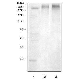 ABCA4 Antibody