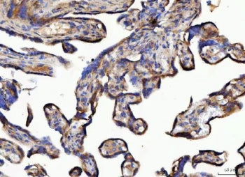 NUDCD3 Antibody / NudC domain-containing protein 3