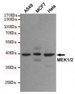 Western blot detection of MEK1/2 in human A549, MCF7 and HeLa cell lysates using MEK1/2 antibody at