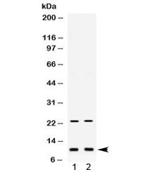 Eg-Vegf Antibody / Prokineticin-1