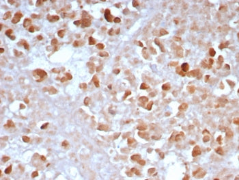 Carboxypeptidase A1 Antibody / CPA1