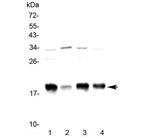 Galanin Antibody / GALN