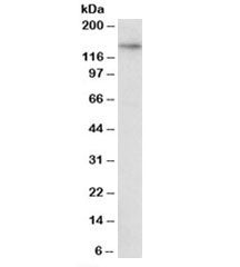Western blot testing of MDCK lysate with TTLL4 antibody at 1ug/ml. Predicted molecular weight: ~133k