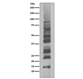 Ubiquitin Antibody / K63-Linkage Specific