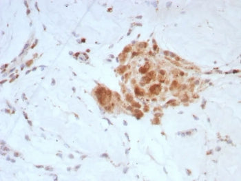 IHC staining of FFPE human testis tissue with Sex Hormone Binding Globulin antibody (clone SHBG/8924