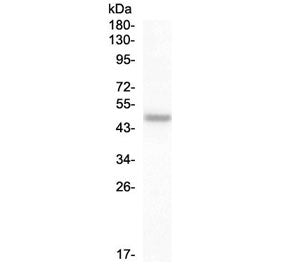 PAX8 Antibody