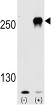 mTOR Antibody (FRAP1)