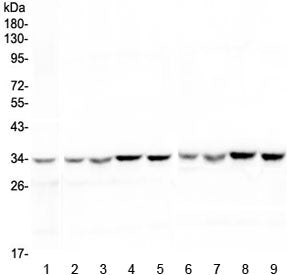 HLF Antibody / Hepatic Leukemia Factor