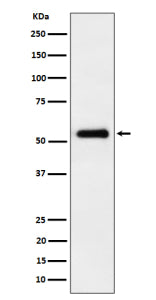 Western blot analysis of PEPD expression in HepG2 cell lysate using PEPD antibody. Predicted molecul
