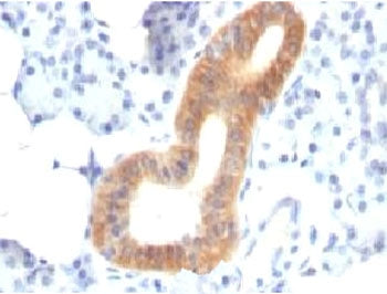 CD86 Antibody
