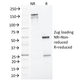 MLH1 Antibody