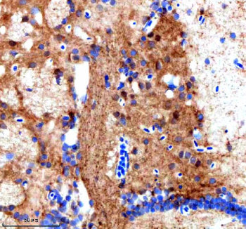 IHC staining of FFPE zebrafish brain tissue with Zebrafish Srsf3 antibody. HIER: boil tissue section