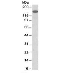 Western blot testing of human cerebellum lysate with GP135 antibody at 1ug/ml. Predicted molecular w
