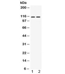 AGO4 Antibody / Argonaute 4