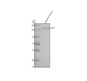 Western blot analysis of Usp7 protein using Zebrafish Usp7 antibody and zebrafish embryo tissue lysa