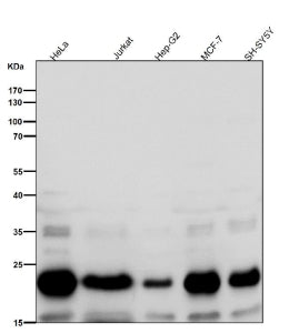 All lanes use the RAC3 antibody at 1:2000 dilution for 1 hour at room temperature. Predicted molecul