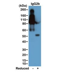Mouse IgG2b Antibody