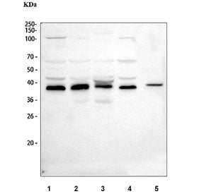 ATG3 Antibody / APG3