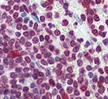 Cdc25A Antibody