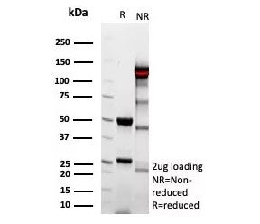 Complement 4d Antibody