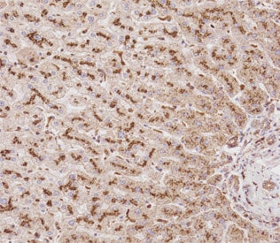 IHC testing of FFPE human liver tissue with Beta Glucuronidase antibody. HIER: steam section in pH9