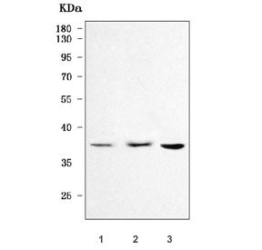 Western blot testing of 1) human MCF7, 2) human 293T and 3) RAW264.7 cell lysate with TMEM30B antibo