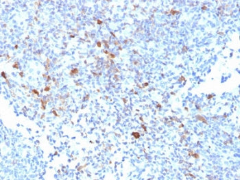 TRAF1 Antibody