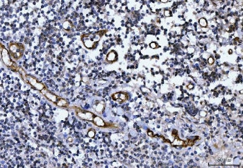 IHC staining of FFPE human tonsil tissue with von Willebrand Factor antibody. HIER: boil tissue sect