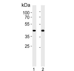 Western blot testing of human 1) HepG2 and 2) SW480 cell lysate with ADH7 antibody. Predicted molecu