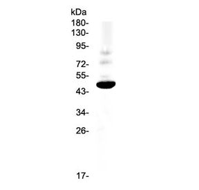 Western blot testing of rat PC-12 cell lysate with CCR1 antibody at 0.5ug/ml. Predicted molecular we