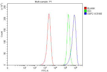 Flow Cytometry analysis of MCF-7 cells using anti-ODF2 antibody. Overlay histogram showing MCF-7 cel