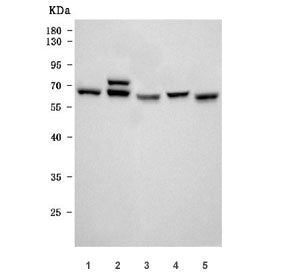 Kinesin light chain 1 Antibody / KLC1