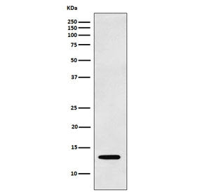Western blot testing of human K562 cell lysate with LGALS1 antibody. Predicted molecular weight ~14