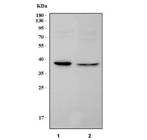 Western blot testing of 1) rat kidney and 2) mouse kidney tissue lysate with PTER antibody. Predicte