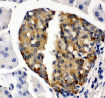 IHC staining of FFPE mouse pancreas tissue with Ibsp antibody. HIER: boil tissue sections in pH6 cit