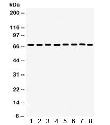 SHP2 Antibody