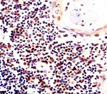 Histone H2AX Antibody / H2AFX