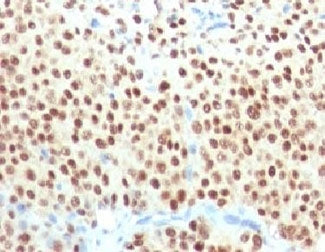 SOX10 Antibody