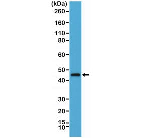 Western blot testing of human spleen lysate with recombinant OX40 antibody at 1:1000 dilution. Expec